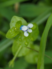 Lindernia rotundifolia