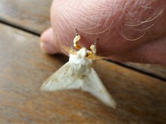 Naroma varipes