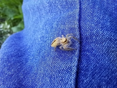 Salticinae