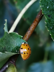 Harmonia axyridis
