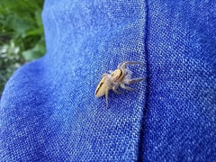 Salticinae