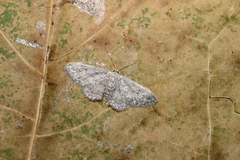 Idaea seriata