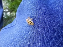 Salticinae