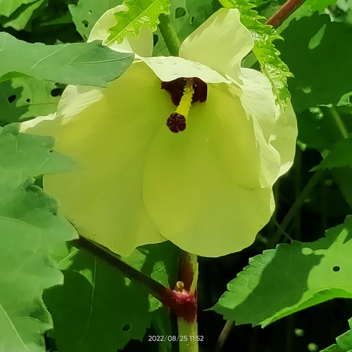 Abelmoschus manihot