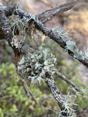 Ramalina fastigiata