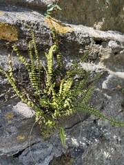 Asplenium trichomanes