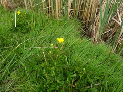 Ranunculus bulbosus