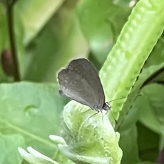 Zizula hylax pygmaea