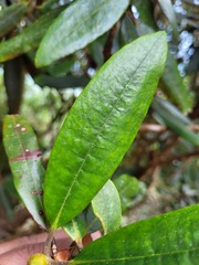 Rhododendron pseudochrysanthum