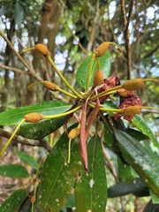 Rhododendron pseudochrysanthum