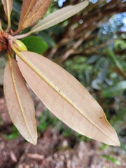Rhododendron pseudochrysanthum