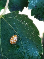 Calvia quindecimguttata