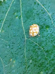 Calvia quindecimguttata