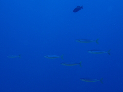 Elagatis bipinnulata