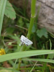 Cataclysta lemnata
