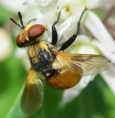 Gymnosoma