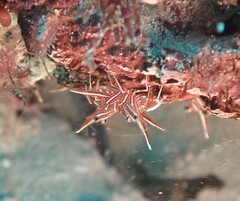 Rhynchocinetes durbanensis