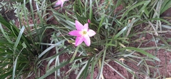 Zephyranthes rosea
