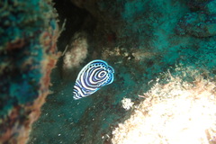 Pomacanthus imperator