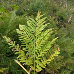 Pteridium pinetorum
