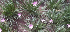 Zephyranthes rosea