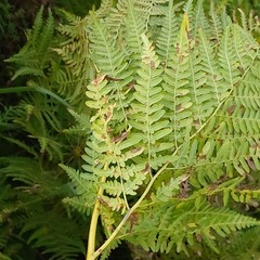 Pteridium pinetorum