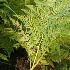 Pteridium pinetorum