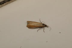 Agriphila straminella