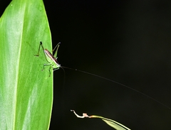 Conocephalus melaenus