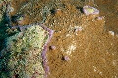 Montipora