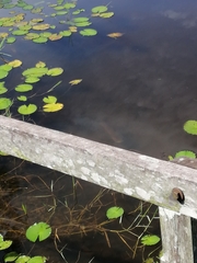 Channa striata