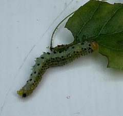 Tenthredinoidea