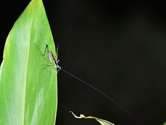 Conocephalus melaenus