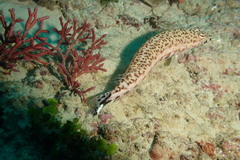 Parapercis hexophtalma