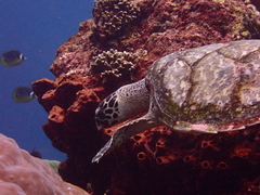 Eretmochelys imbricata