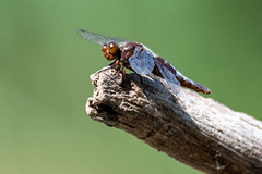 Libellula depressa
