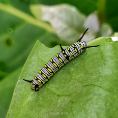 Danaus chrysippus