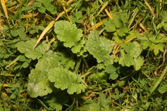 Jacobaea vulgaris