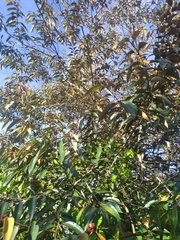 Chrysophyllum