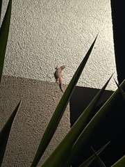 Hemidactylus turcicus