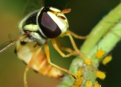 Ischiodon aegyptius