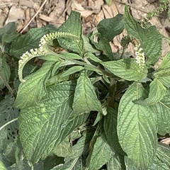 Heliotropium angiospermum
