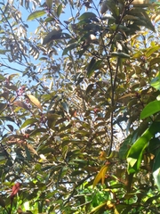 Chrysophyllum