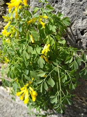 Pseudofumaria lutea