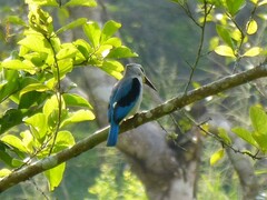 Halcyon senegalensis