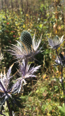 Eryngium alpinum