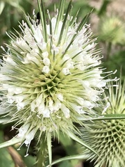 Dipsacus laciniatus