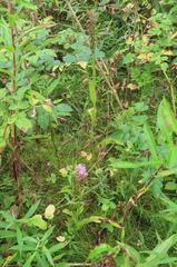 Platanthera psycodes