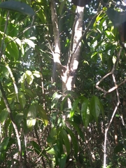 Chrysophyllum