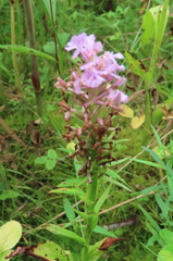 Platanthera psycodes